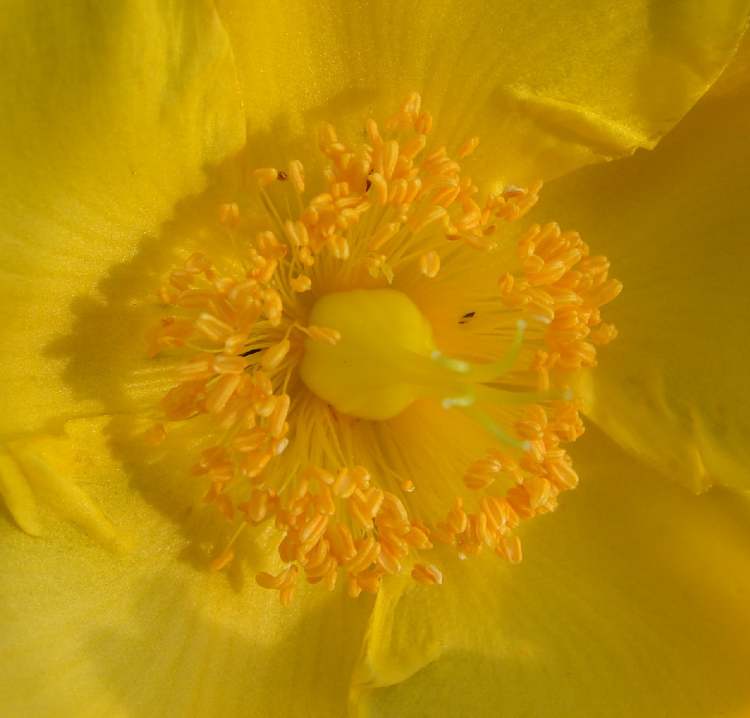prallgelbe Blüte (Bitte hier klicken um dieses Bild in seiner vollen Größe zu betrachten)