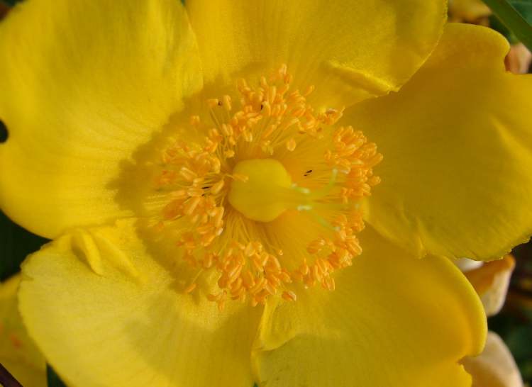 so schöne gelbe Blüte (Bitte hier klicken um dieses Bild in seiner vollen Größe zu betrachten)
